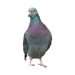 Pigeon 01
