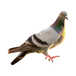 Pigeon 02
