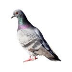 Pigeon 03